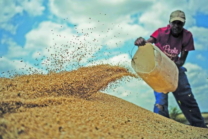 Zimbabwe projects grain surplus of over 600 000 tonnes